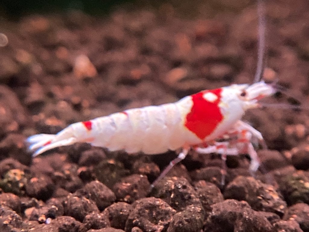 PRL, Homard, Crabe ou Crevette, Poisson d'eau douce, Banc de poissons