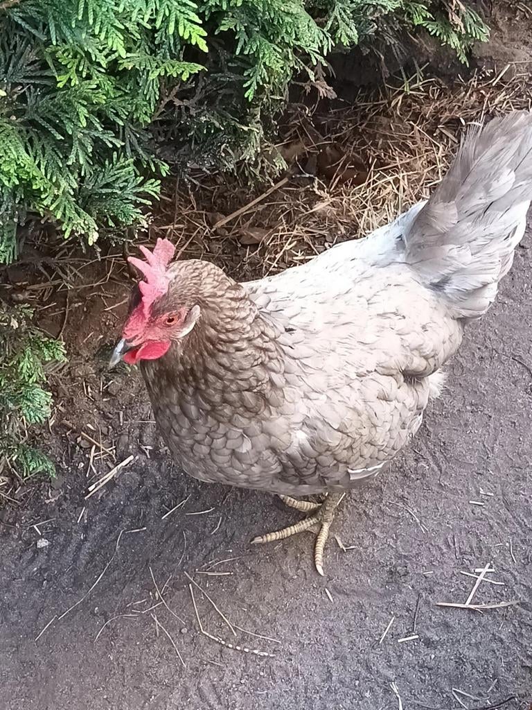 broedeieren groen legger, Dieren en Toebehoren