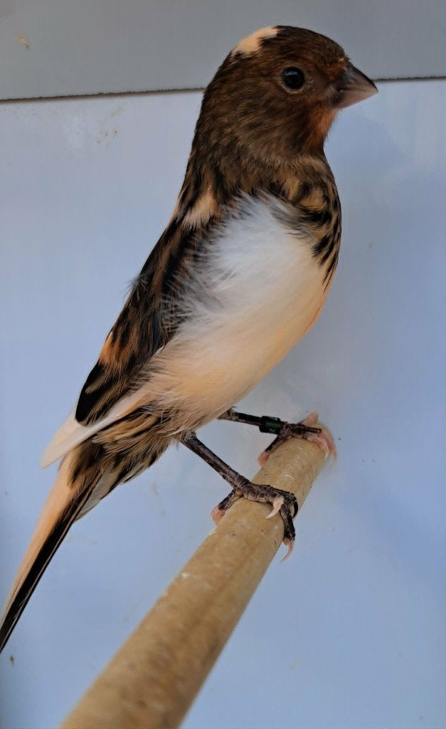 Kanarie, Dieren en Toebehoren, Mannelijk, Kleurkanarie