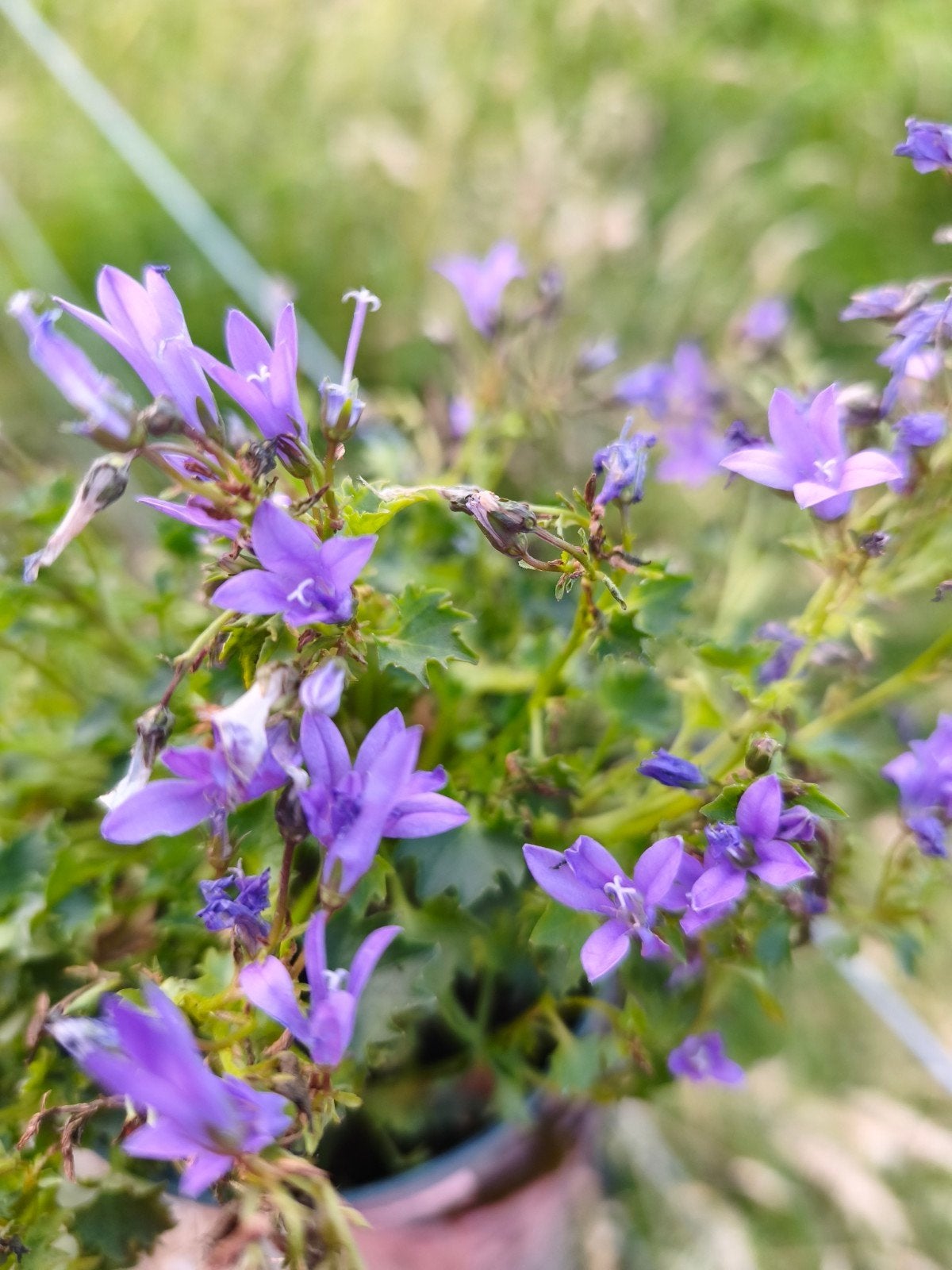 Wintervast: Ambella lavender, Tuin en Terras, Ophalen