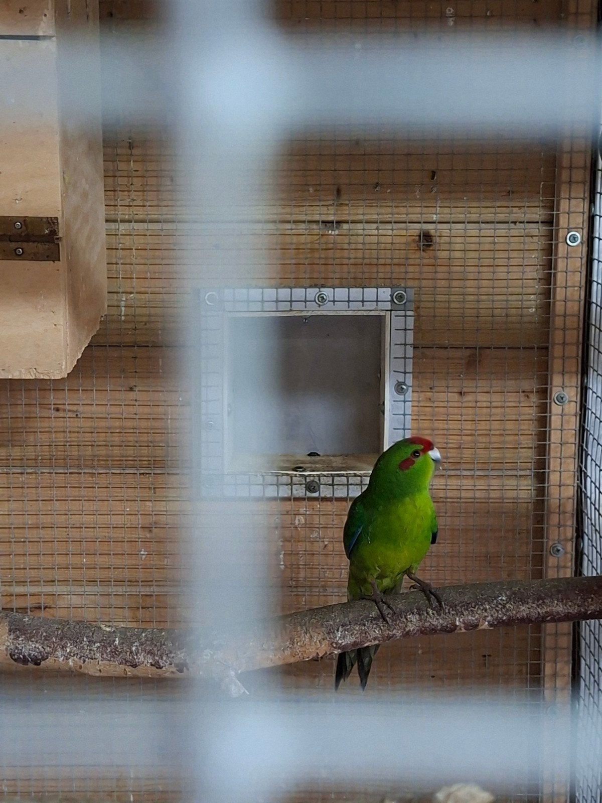 kakariki, Dieren en Toebehoren