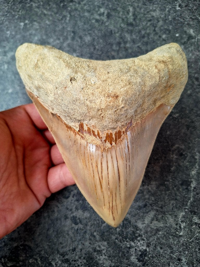 SUPER! Megalodon tooth Indonesia 14,7 x 12,4 x 3,6 cm XXL !, Enlèvement ou Envoi, Fossile