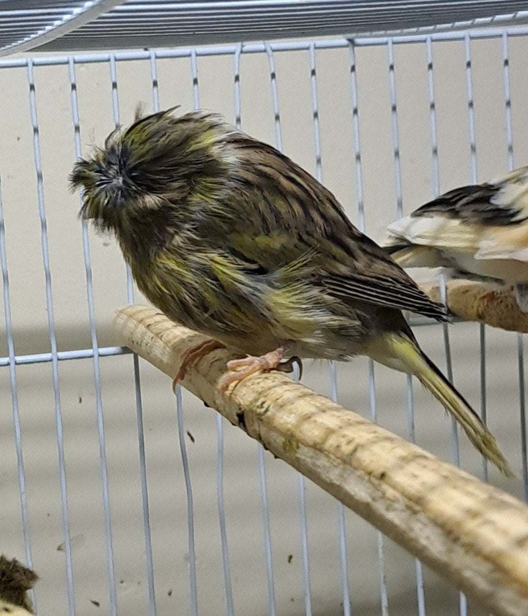 €15, Dieren en Toebehoren