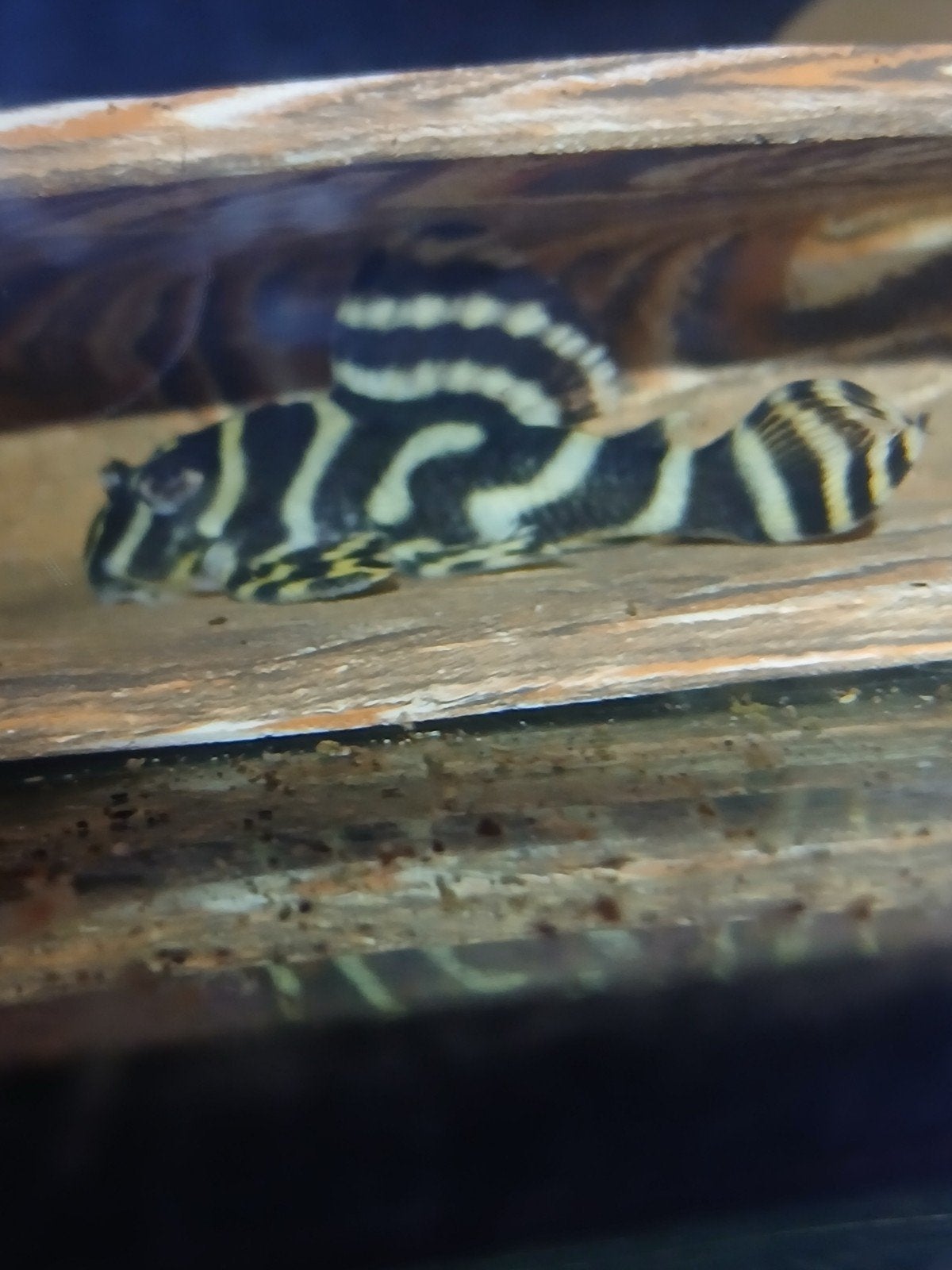l333 king Tiger pleco