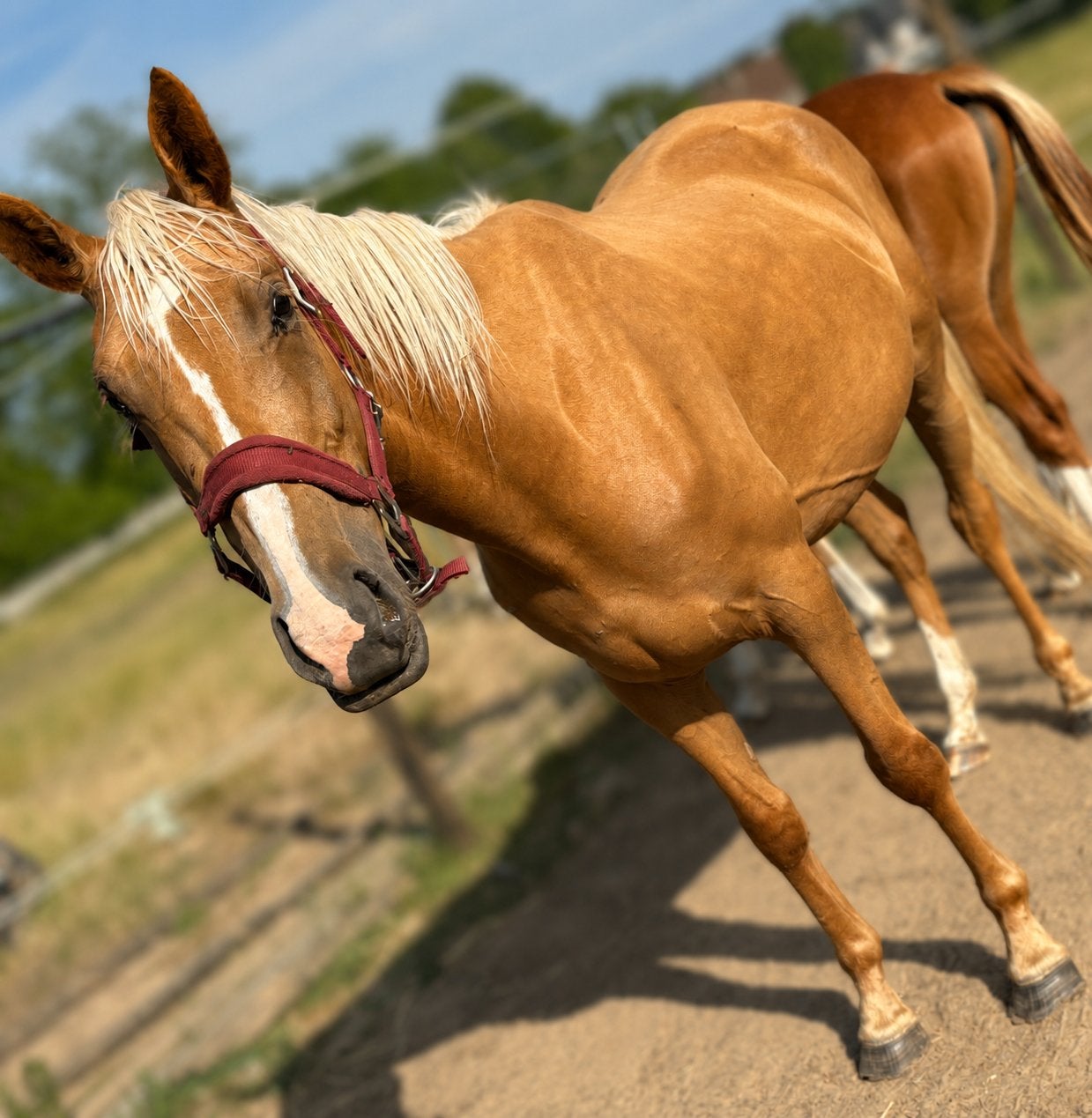 Zangersheide palomino merrie 4j, Merrie, Z