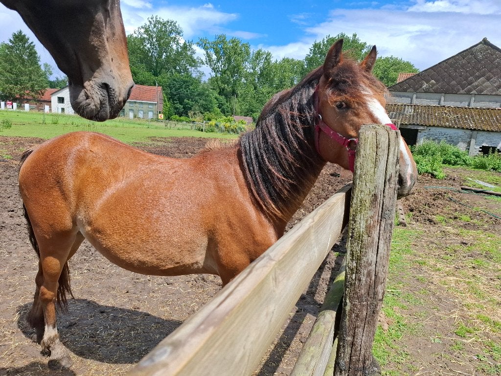 Pouliche 2 jaar oud, natuur, rust, ouders ter plaatse, Dieren en Toebehoren, Paarden, Merrie, Niet van toepassing, Minder dan 160 cm