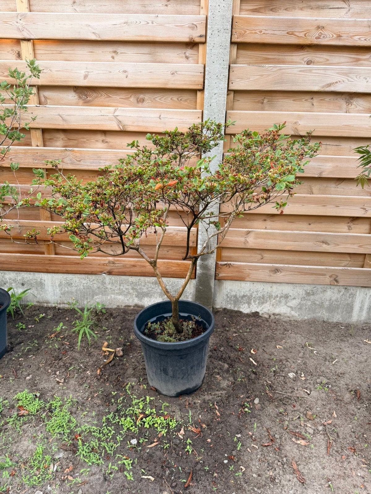 Witte azalea, Tuin en Terras, Planten | Bomen, Ophalen