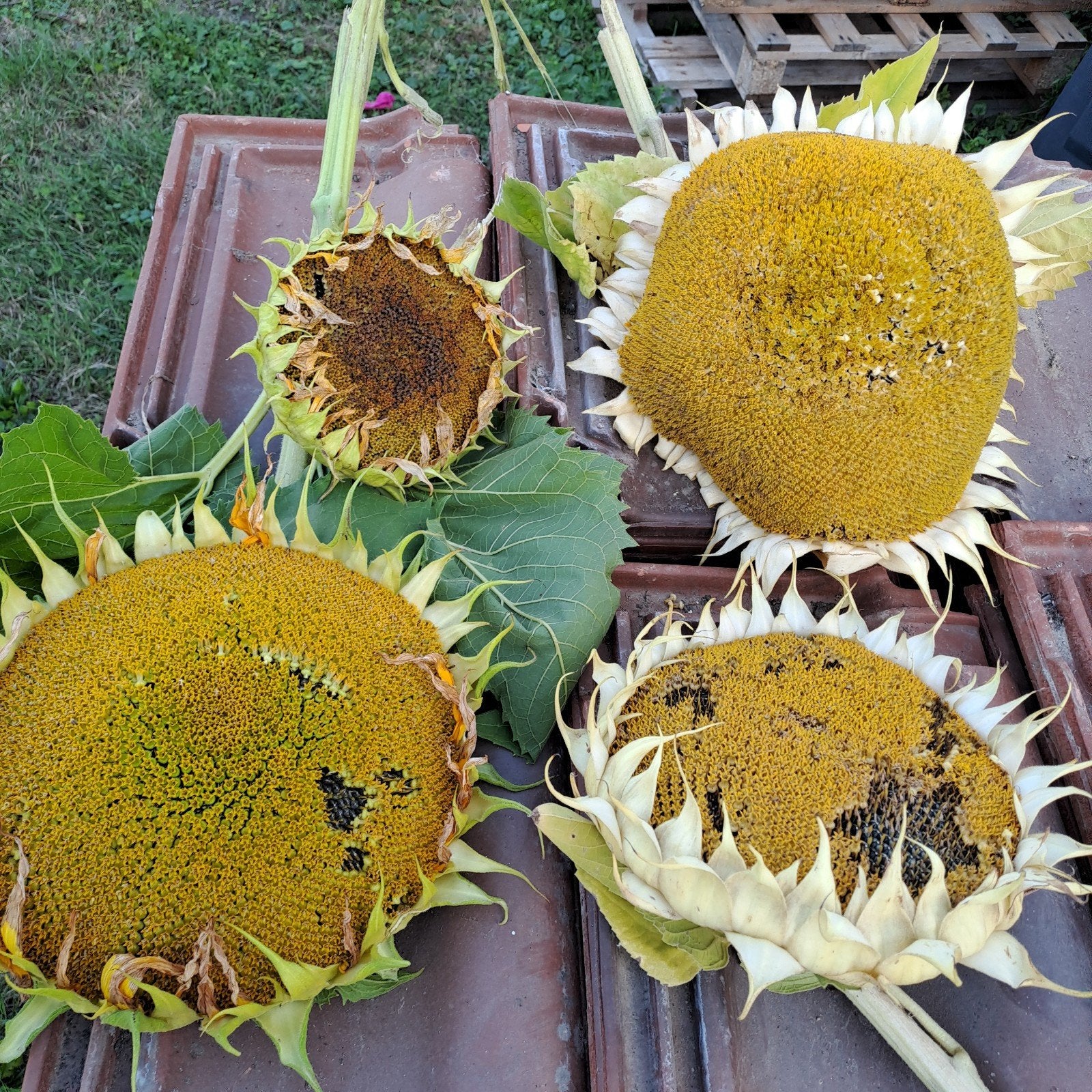 4 zonnen bloemen, Ophalen