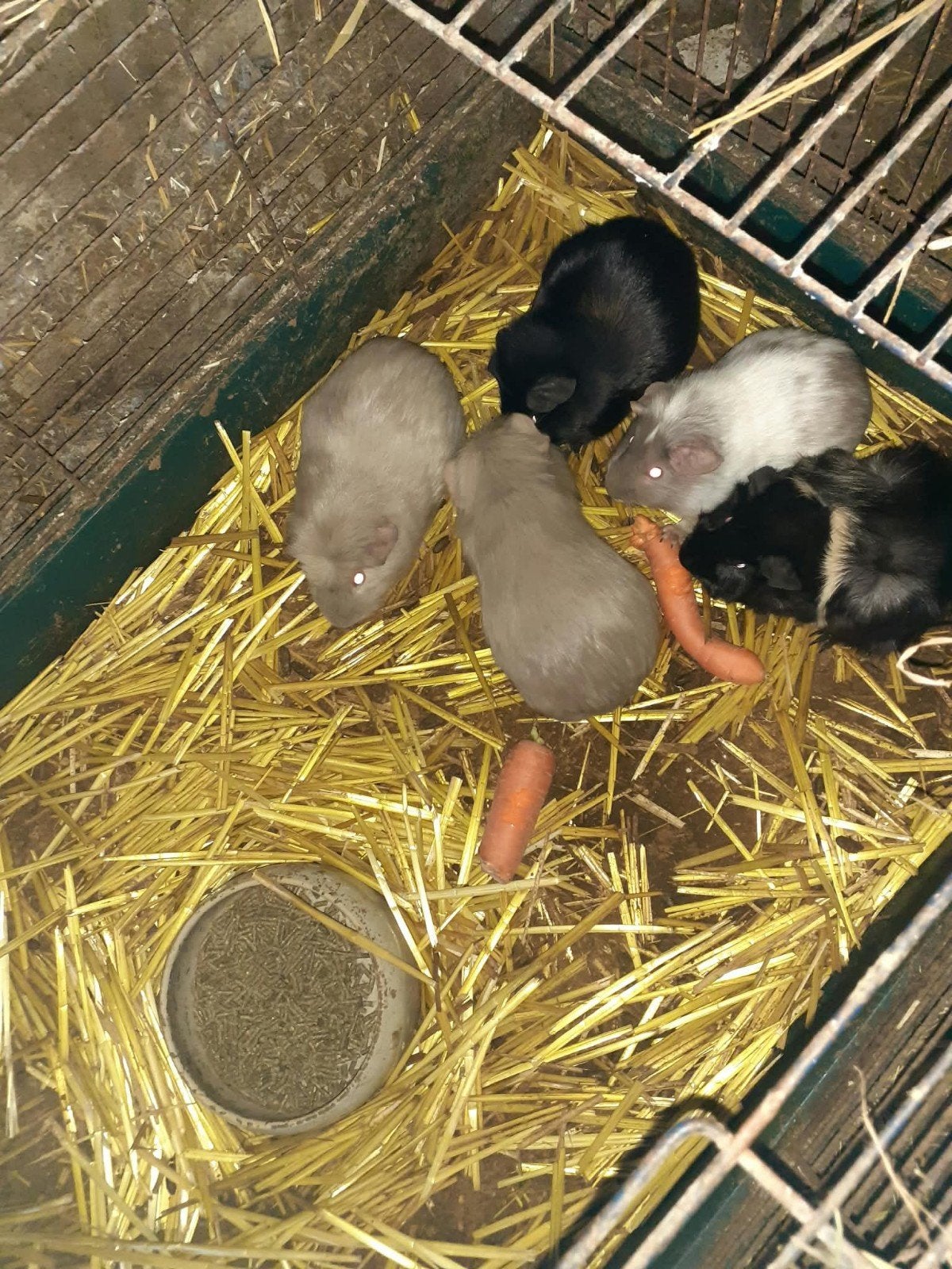 cavia beertjes, Dieren en Toebehoren, Cavia, Mannelijk, November, Tam