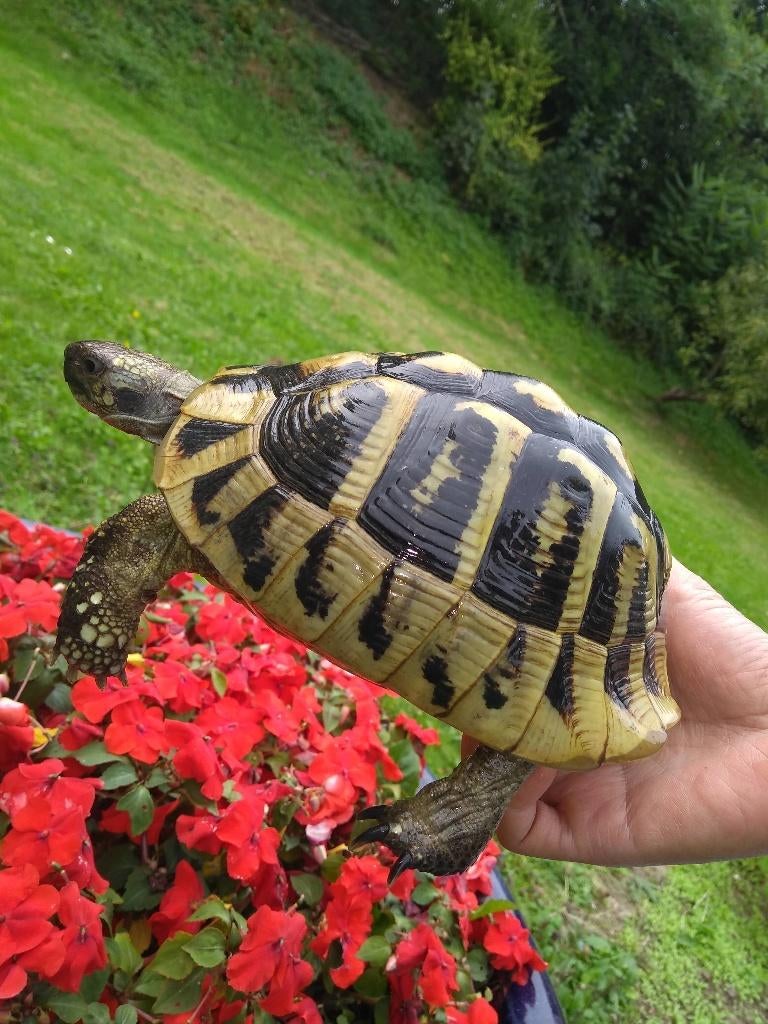 Tortues de terre à Rhode-Saint-Genèse - tortue Hermann, Tortue