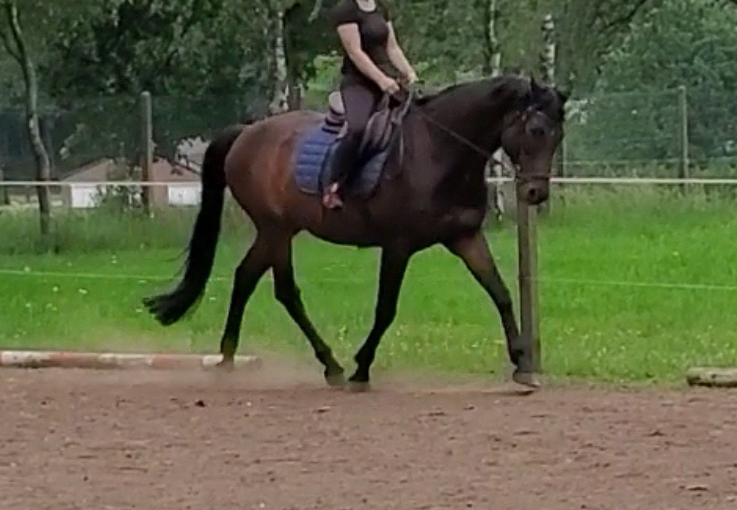 Geweldig leuk recreatiepaard familiepaard dressuur&springen!, Dieren en Toebehoren, Paarden
