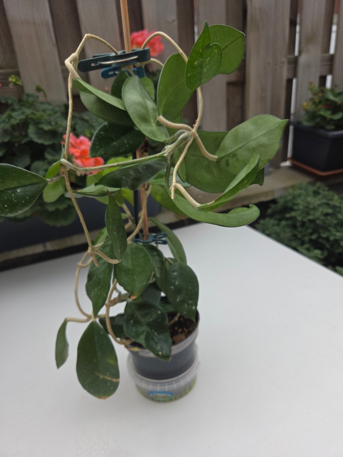 Hoya, Envoi