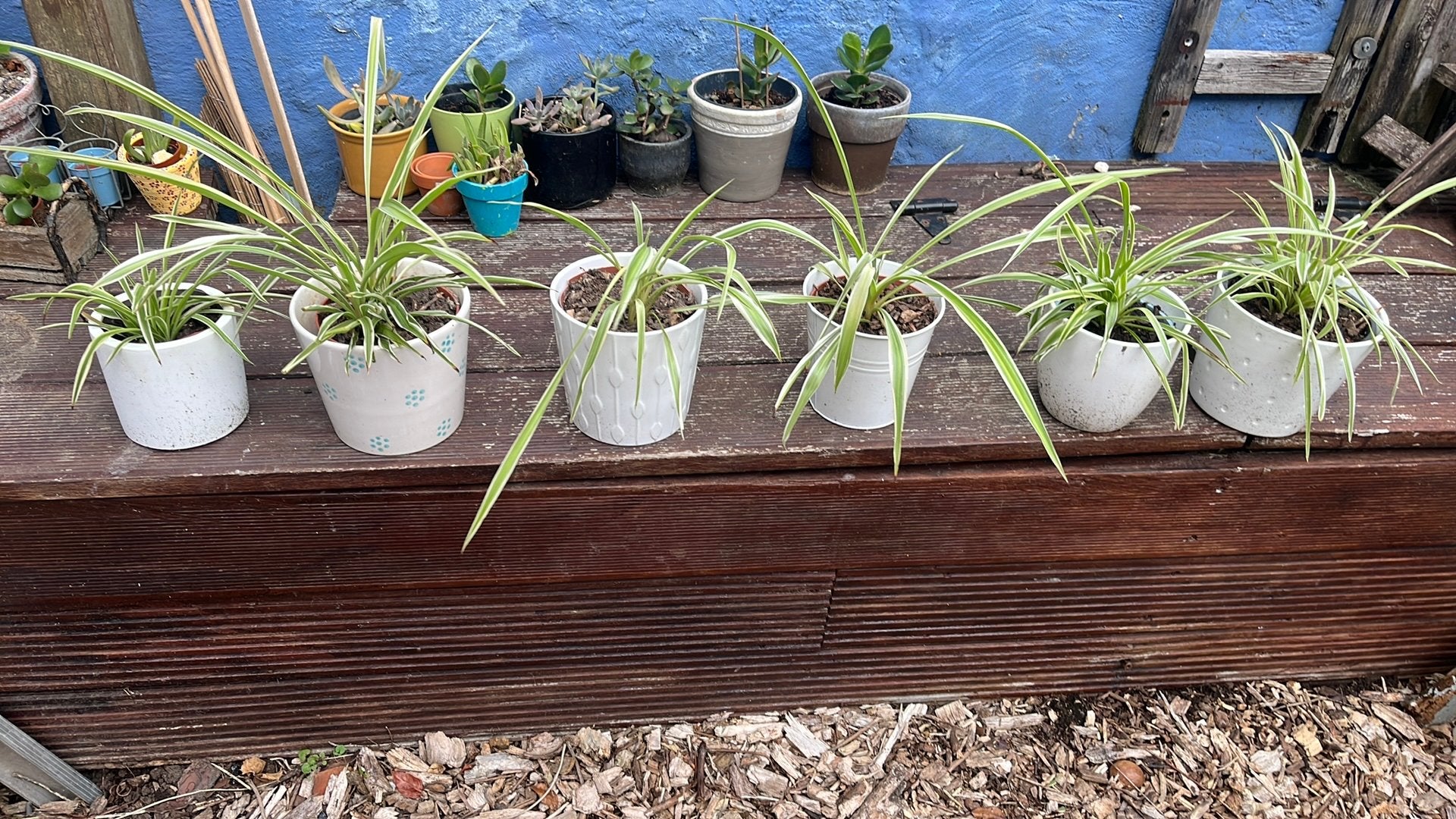 Plante araignee, Jardin & Terrasse, Enlèvement, Comme neuf