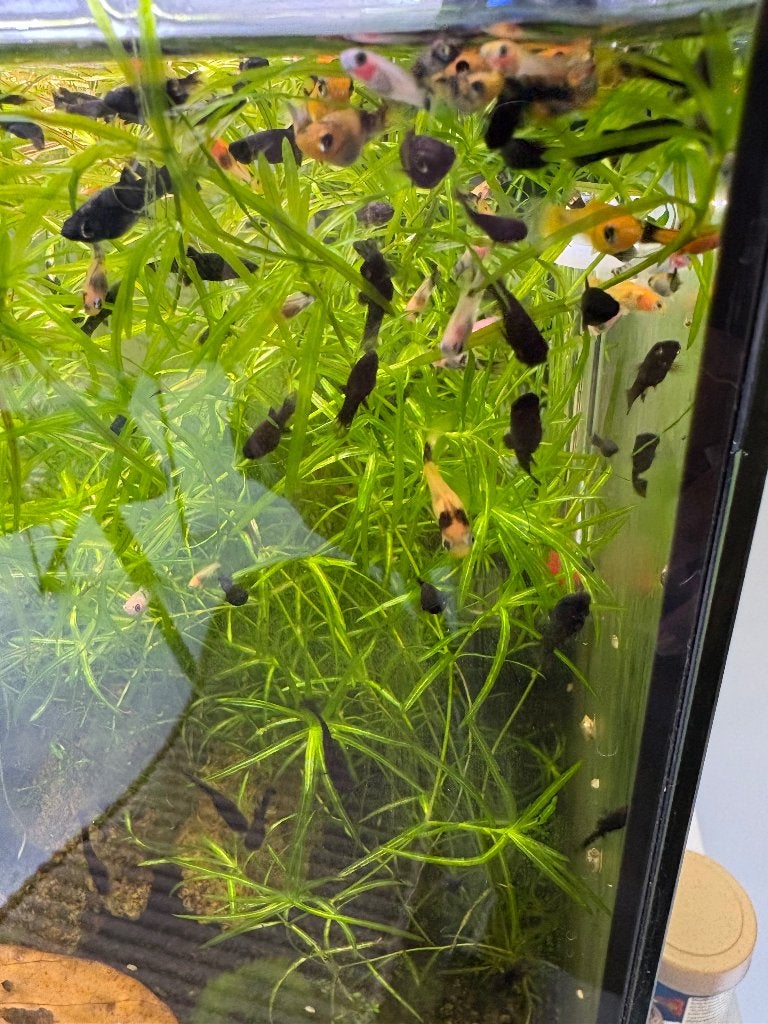 Black Molly’s, Dieren en Toebehoren, Vis, Zoetwatervis, Schoolvis
