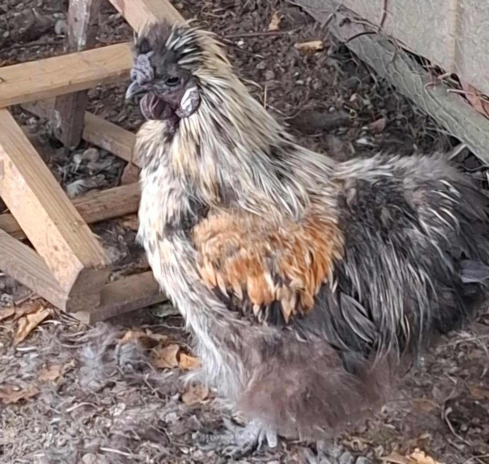 Haan zijdehoentjes, Animaux & Accessoires, Mâle, Poule ou poulet