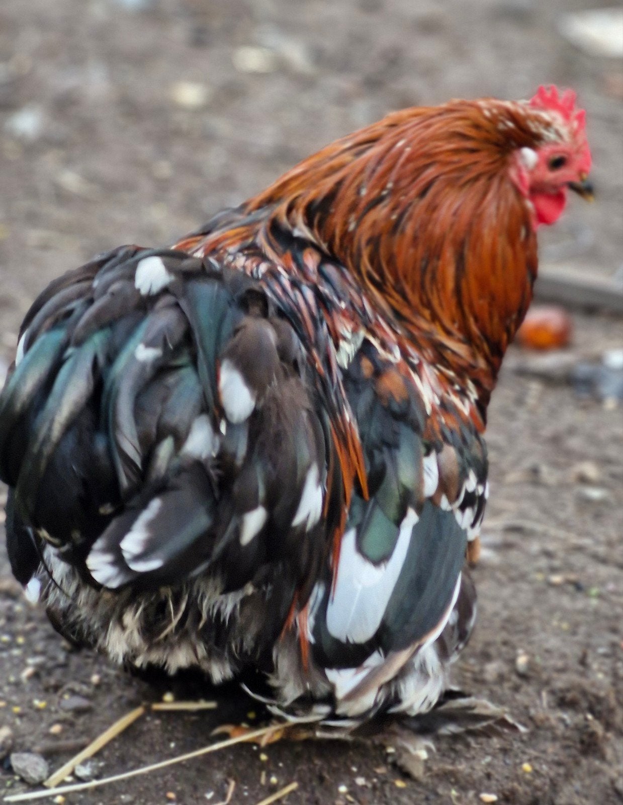 Cochin kriel broedeieren verkrijgbaar dagverse!, Dieren en Toebehoren, Pluimvee