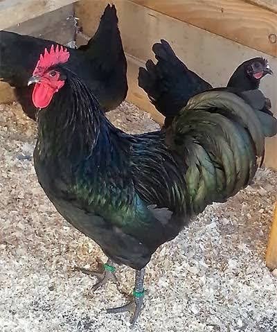 Trio zwarte Australorp kippen (Raszuiver), Dieren en Toebehoren, Pluimvee