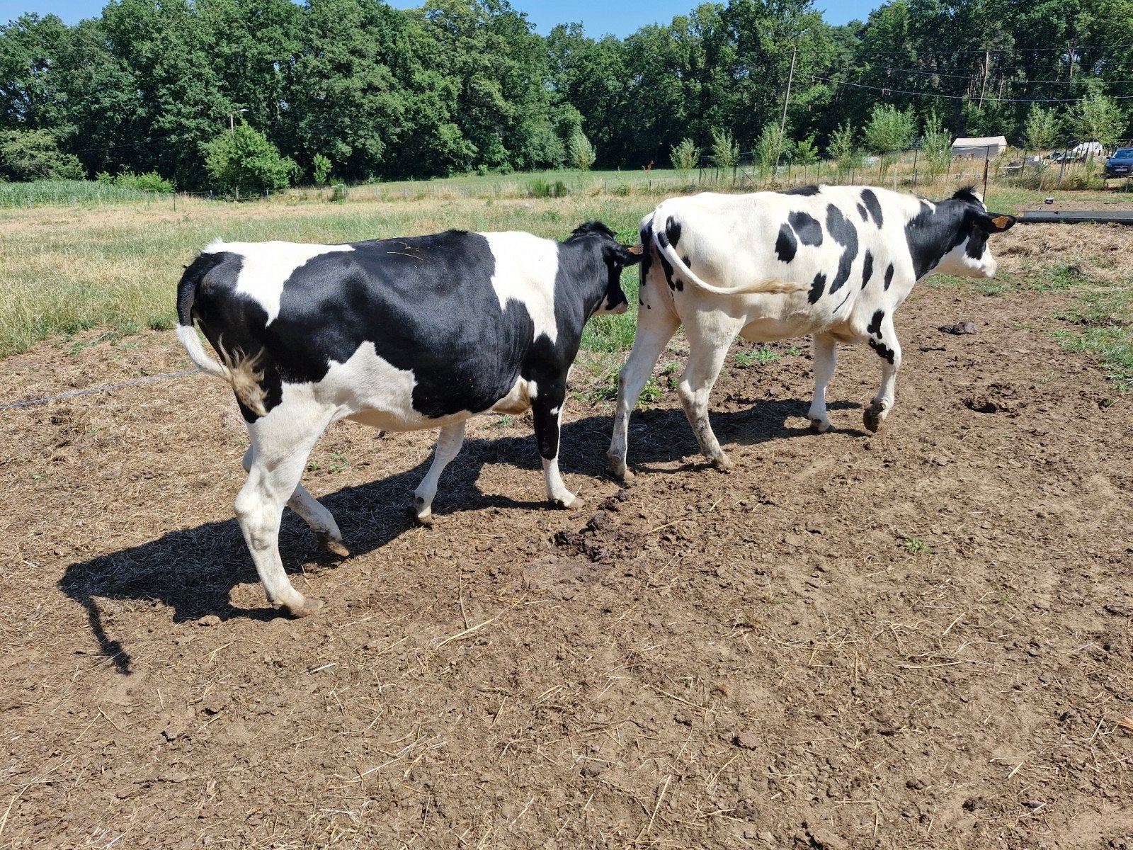 Vaarzen holstein, Dieren en Toebehoren, Runderen, Vrouwelijk, 0 tot 2 jaar