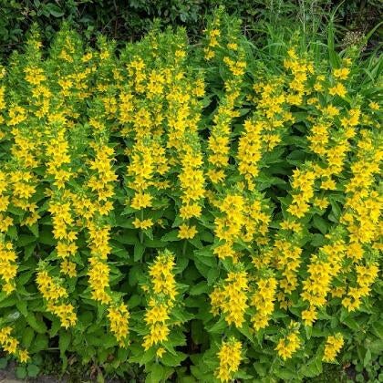 Autruche pointue (Lysimachia punctata), Plein soleil, Enlèvement, Plante fixe, Été