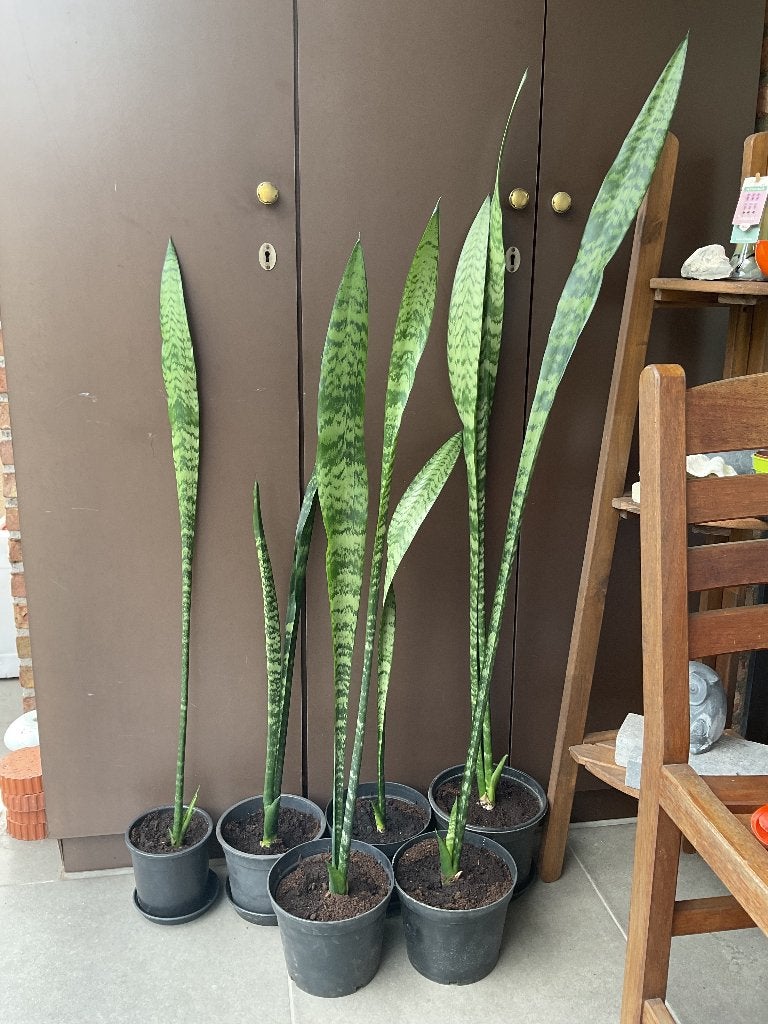 Sanseveria’s - vrouwetongen., Maison & Meubles, Plantes d'intérieur, Plante succulente, En pot, Enlèvement, 100 à 150 cm