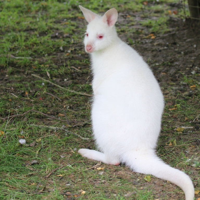 Wallaby Albino Bennett, Mars, Plusieurs animaux
