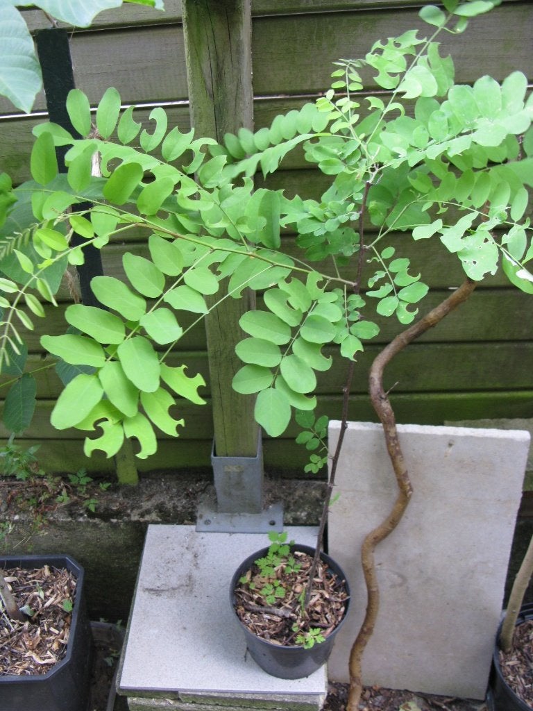 Robinier faux acacia, Tuin en Terras, Planten | Bomen, Halfschaduw, Overige soorten, 250 tot 400 cm, Zomer