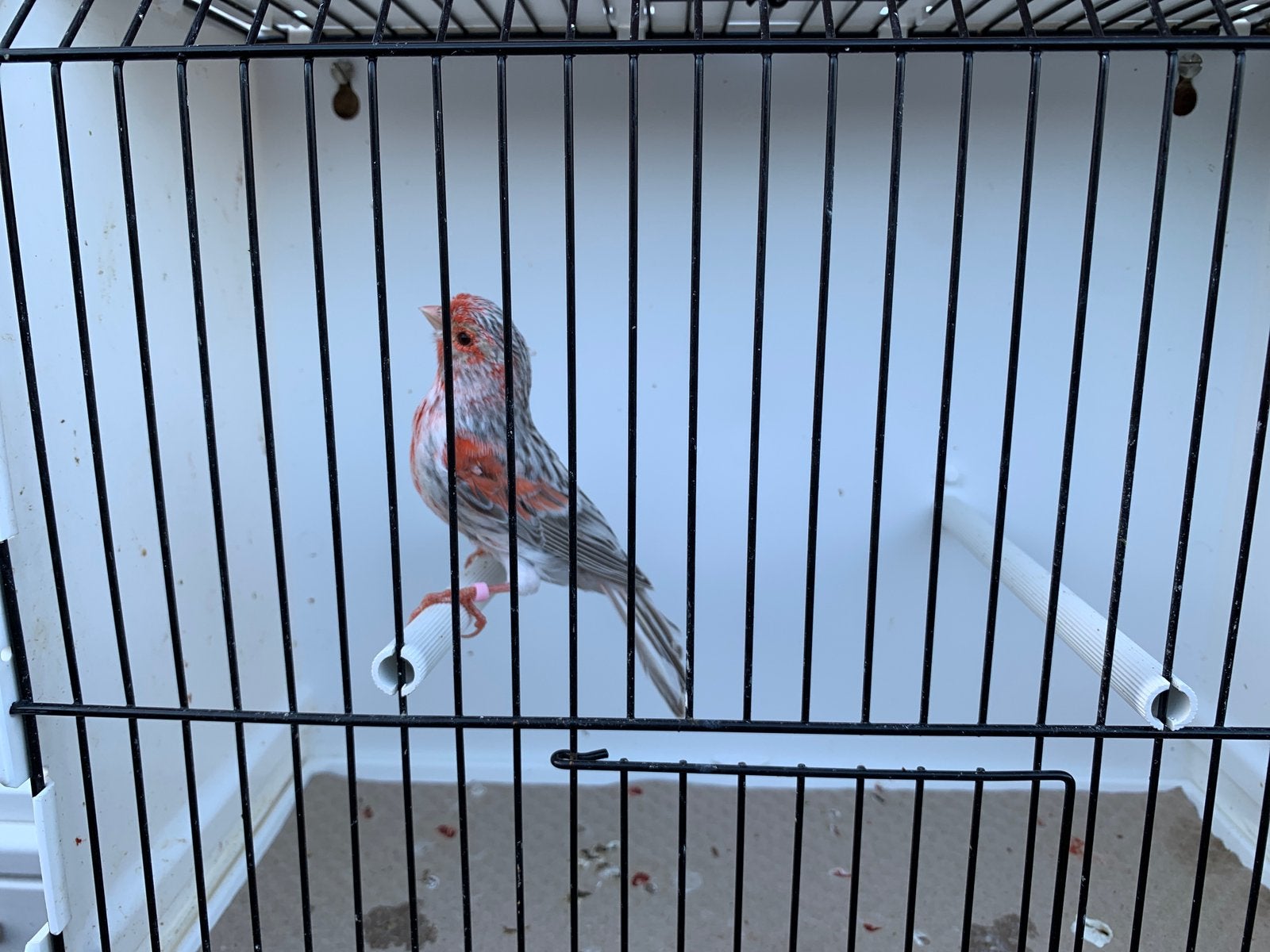 Canaris couleurs, Animaux & Accessoires, Canari de couleur