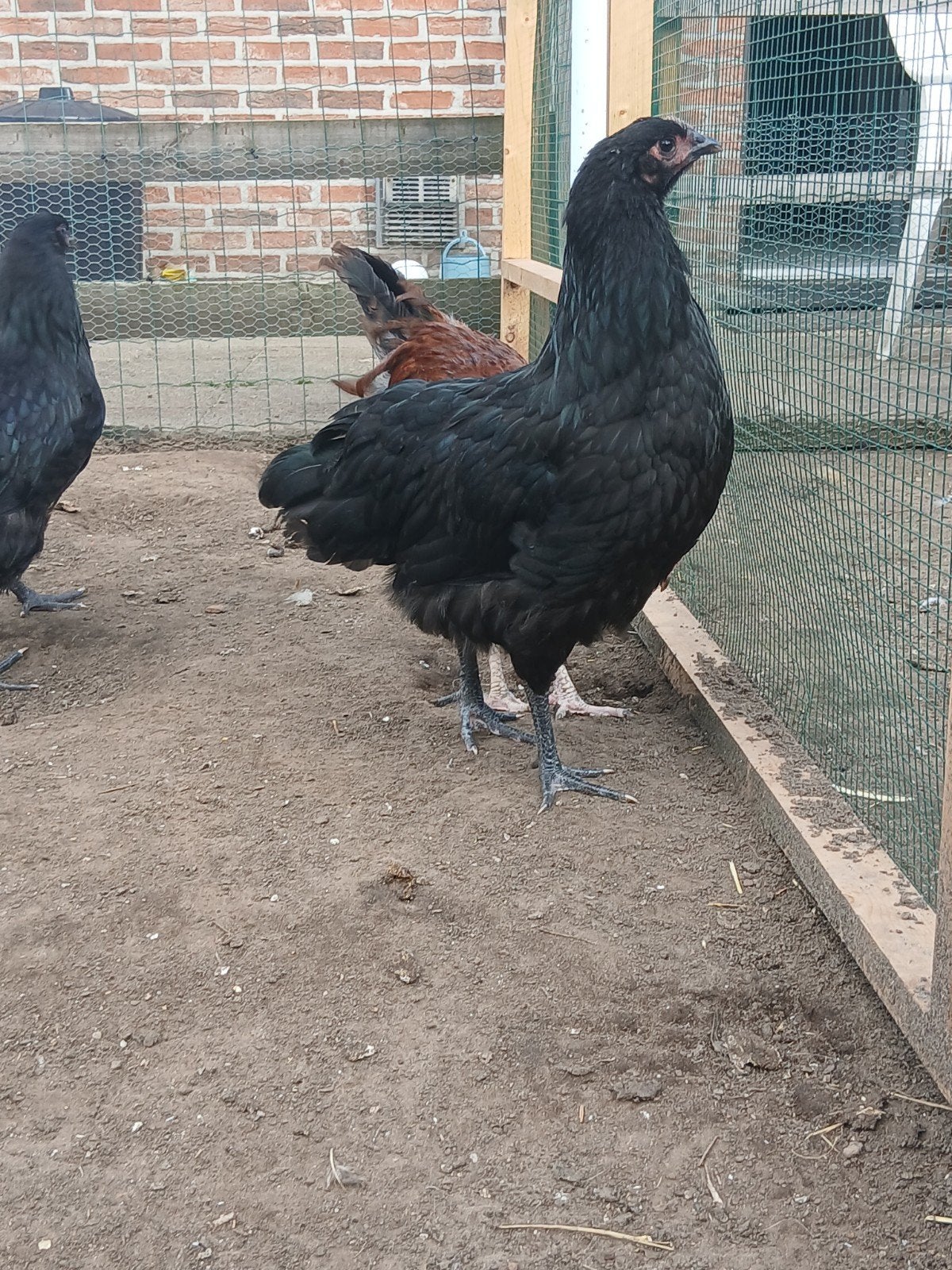 3 australorp hennen en 1 kruising haantje., Plusieurs animaux, Poule ou poulet