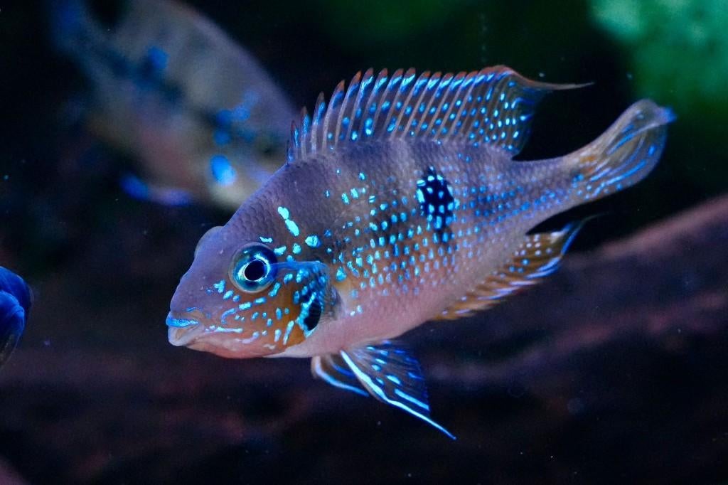 Chicliden Eliotti Thorichthys goede thuis, Dieren en Toebehoren, Vissen | Aquariumvissen, Vis