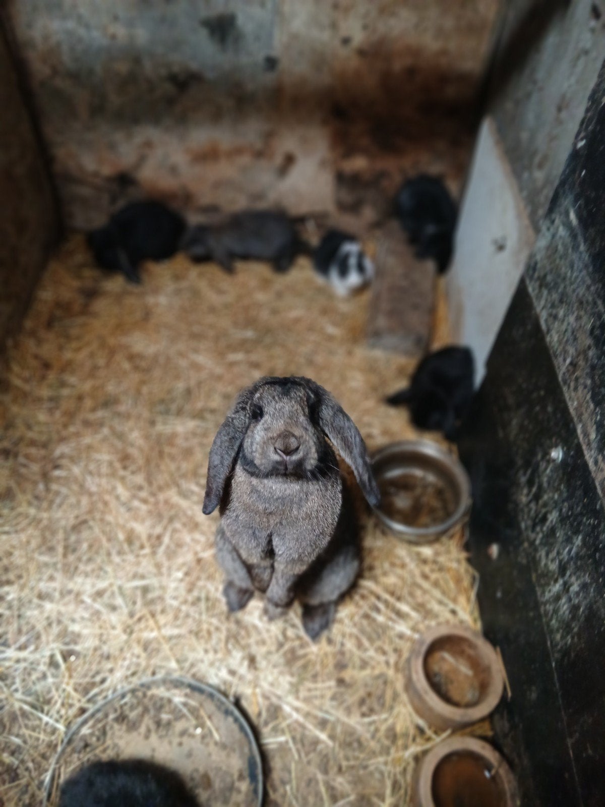 Franse hangoor kleintjes te koop, Plusieurs animaux, Grand, Oreilles tombantes, 0 à 2 ans