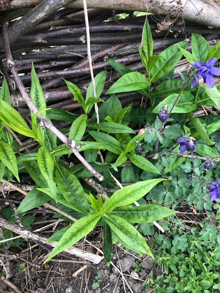 Vaste plant witte bloemen phlox, Tuin en Terras, Planten | Tuinplanten, Ophalen of Verzenden, Vaste plant