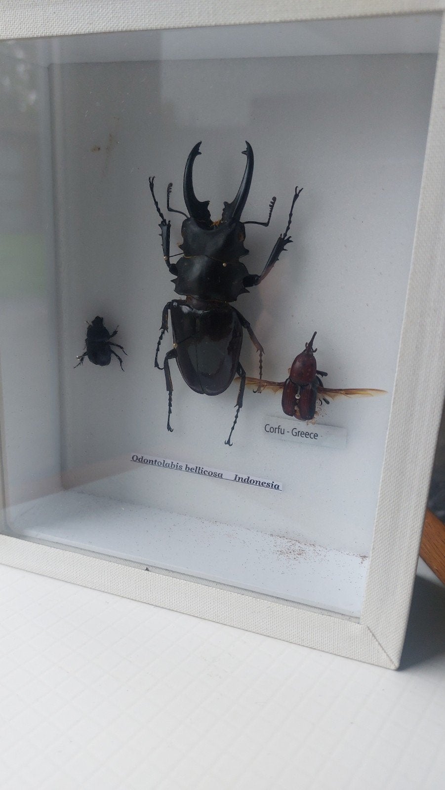 Belle boîte à insectes/taxidermie avec cerfs volants