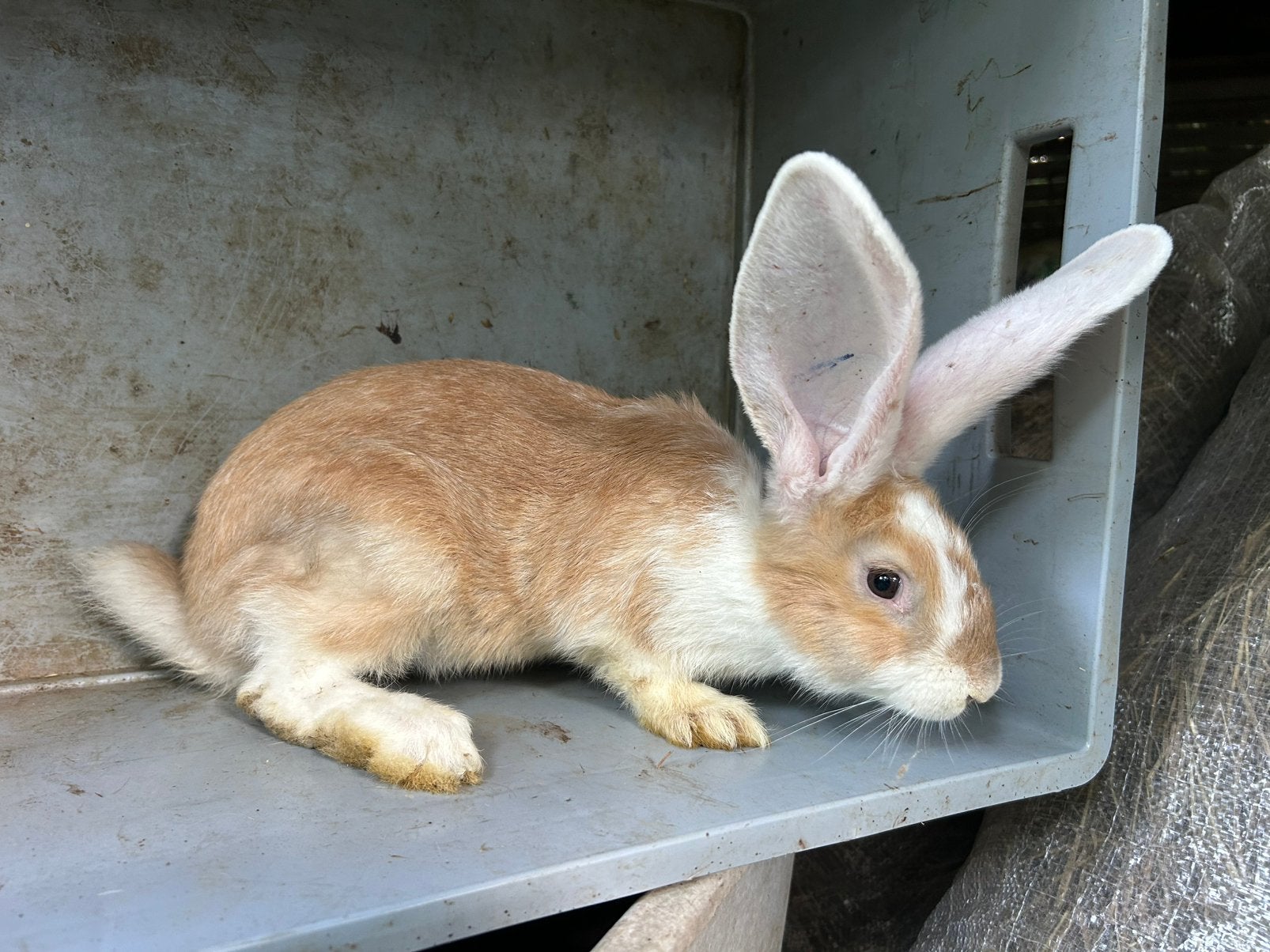 German Giant - Femelle, Femelle, Grand, 0 à 2 ans