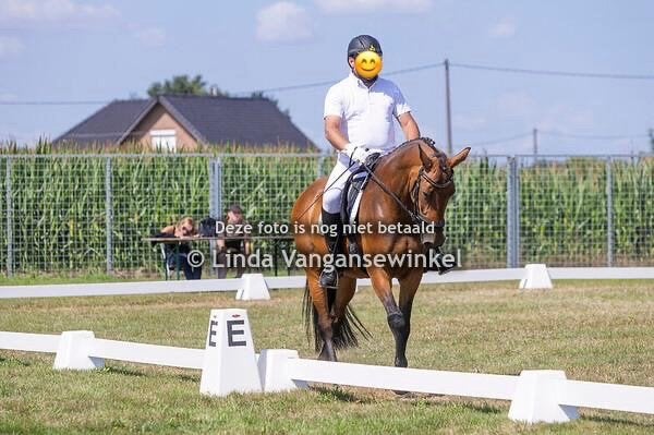 Ultieme allrounder & mentor merrie 11 jaar, Jument, L, Avec pedigree