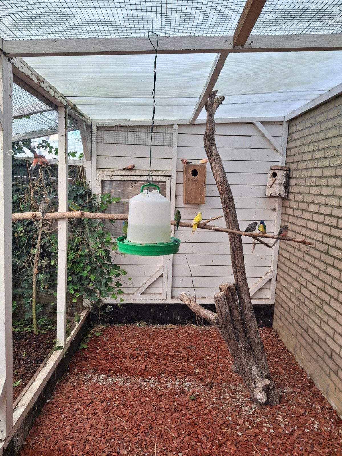 splendid parkieten en bourks, Dieren en Toebehoren