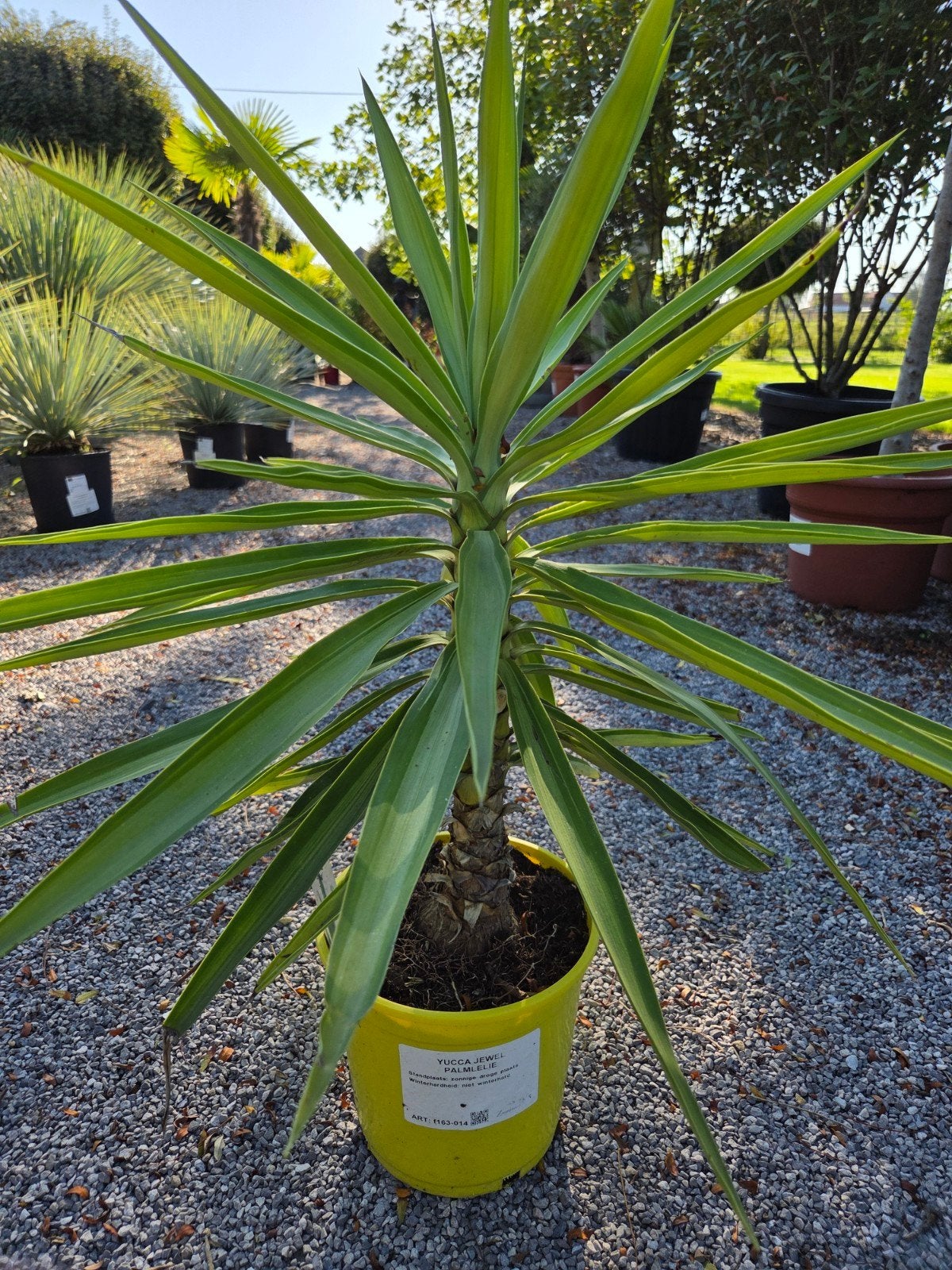 Yucca Jewel, Enlèvement