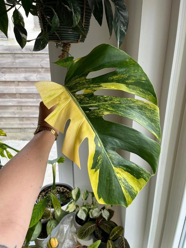 Monstera Aurea Variegated cutting #5, Maison & Meubles, Plantes d'intérieur, Enlèvement
