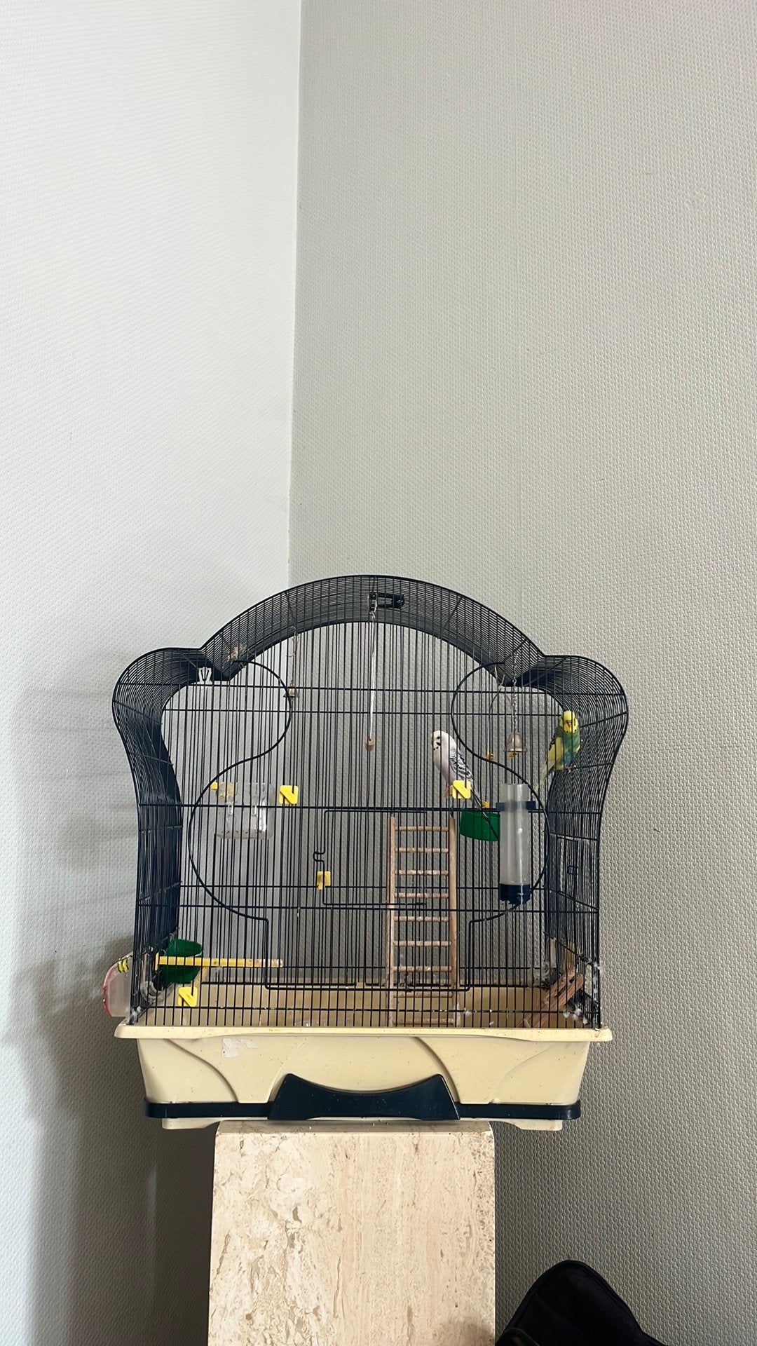 vogeltjes, Dieren en Toebehoren, Ophalen, Zo goed als nieuw