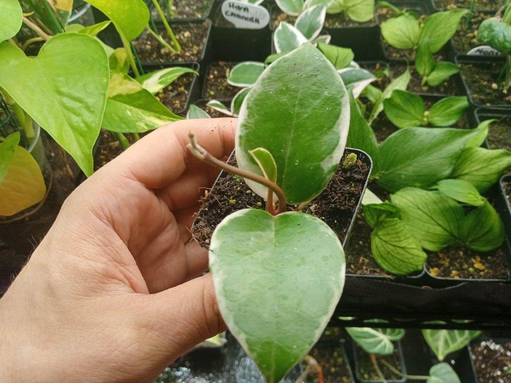 hoya carnosa (Flamingo Dream), Huis en Inrichting, Kamerplanten, Ophalen, Overige soorten, Halfschaduw, In pot