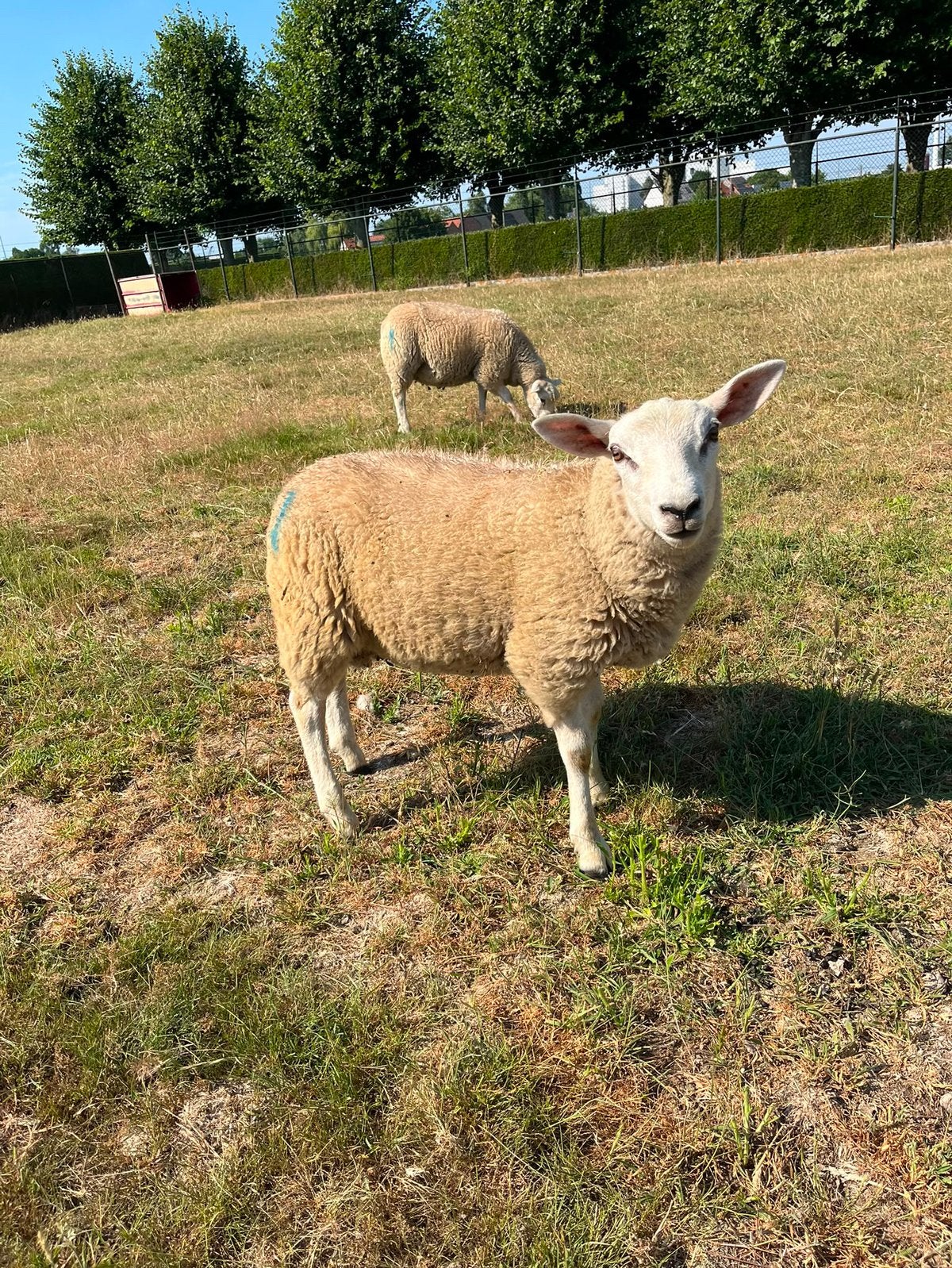 Ram, Animaux & Accessoires