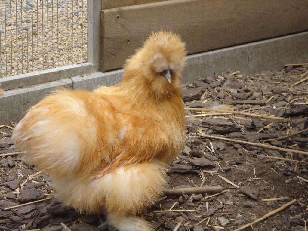 kippen : zijdehoenders, Dieren en Toebehoren, Pluimvee, Meerdere dieren, Kip