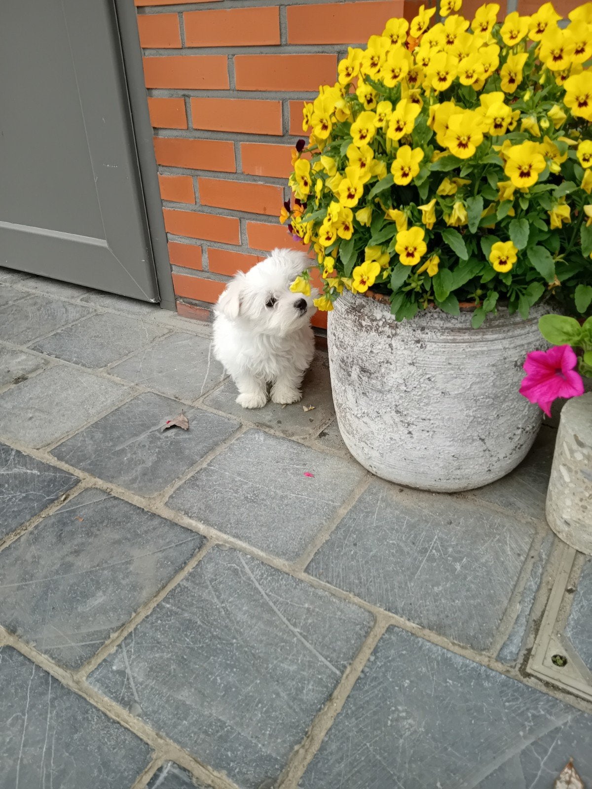Prachtige mini maltezer pup, Animaux & Accessoires, Chiens | Chihuahuas & Chiens de compagnie, Chien (mâle), Belgique, Bichon maltais