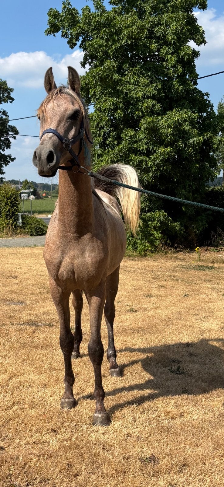 Arabier ruin makkelijk in de hand geboren 2024, Dieren en Toebehoren, Paarden, Minder dan 160 cm, Met stamboom, Ruin, Niet van toepassing