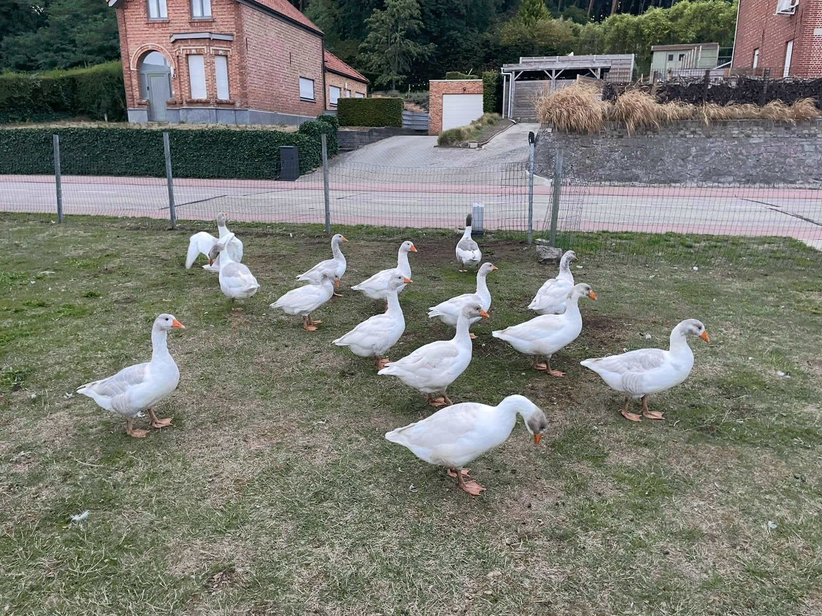 Jonge vlaamse ganzen, Dieren en Toebehoren, Meerdere dieren, Gans of Zwaan