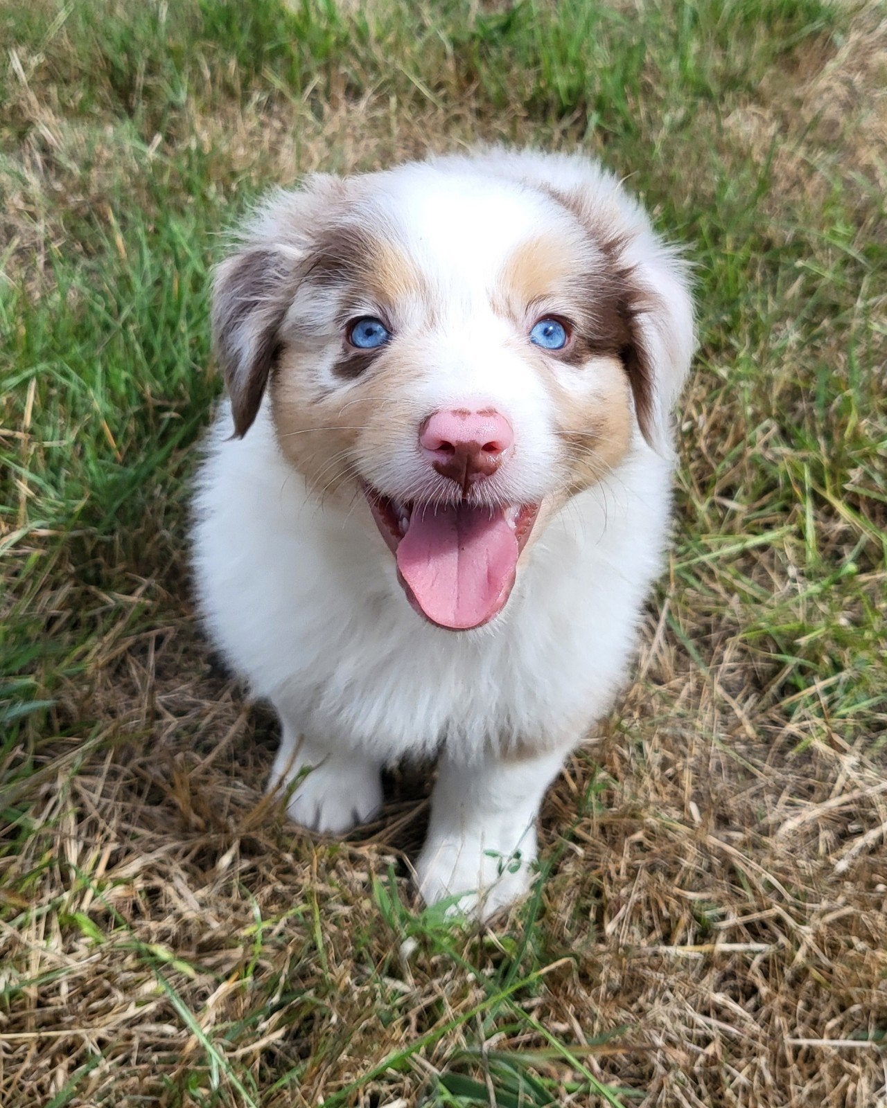 Australische herder pup / Australian Shepherd / Aussi pup