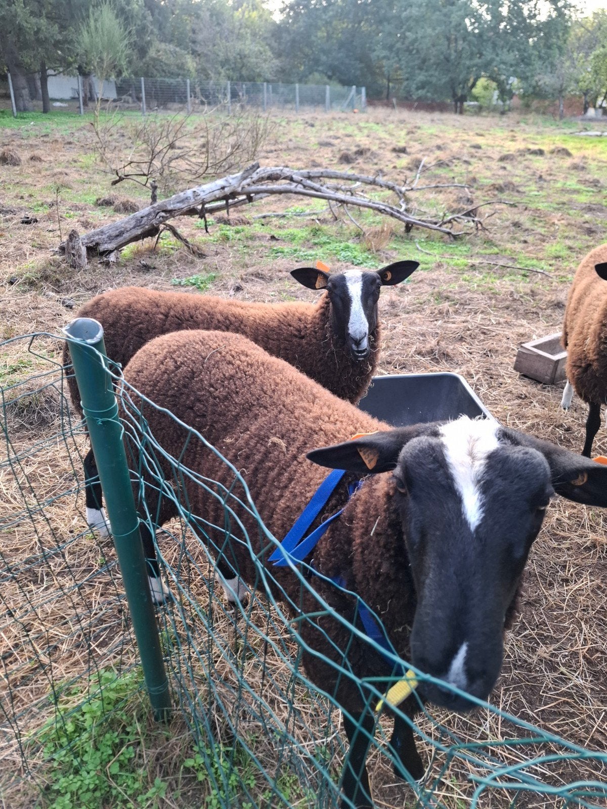 mooie zwartbles schapen ram, Animaux & Accessoires, Mâle, Mouton, 0 à 2 ans