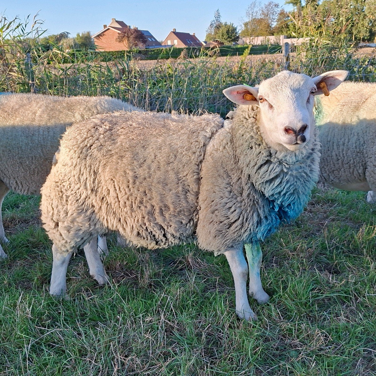 stamboek swifter ram, Mâle, Mouton, 0 à 2 ans
