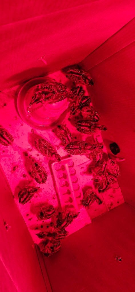 Oeufs de cailles / Cailleteaux / Cailles, Sexe inconnu, Autres espèces