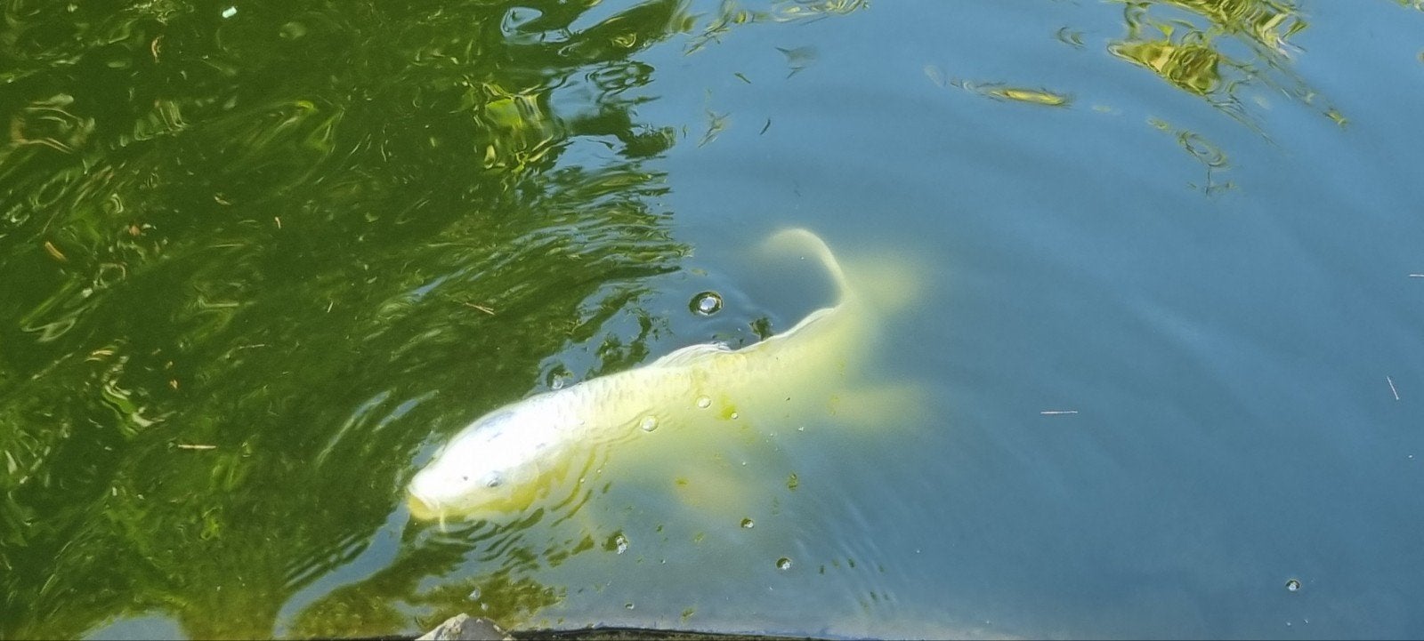 Koi vissen te koop, Dieren en Toebehoren