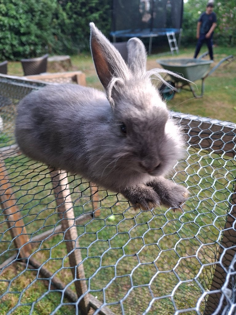 Konijntje, Femelle, Petit, 0 à 2 ans